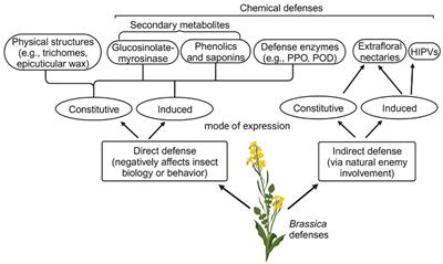 Defense strategies and associated phytohormonal regulation in Brassica plants in response to chewing and sap-sucking insects